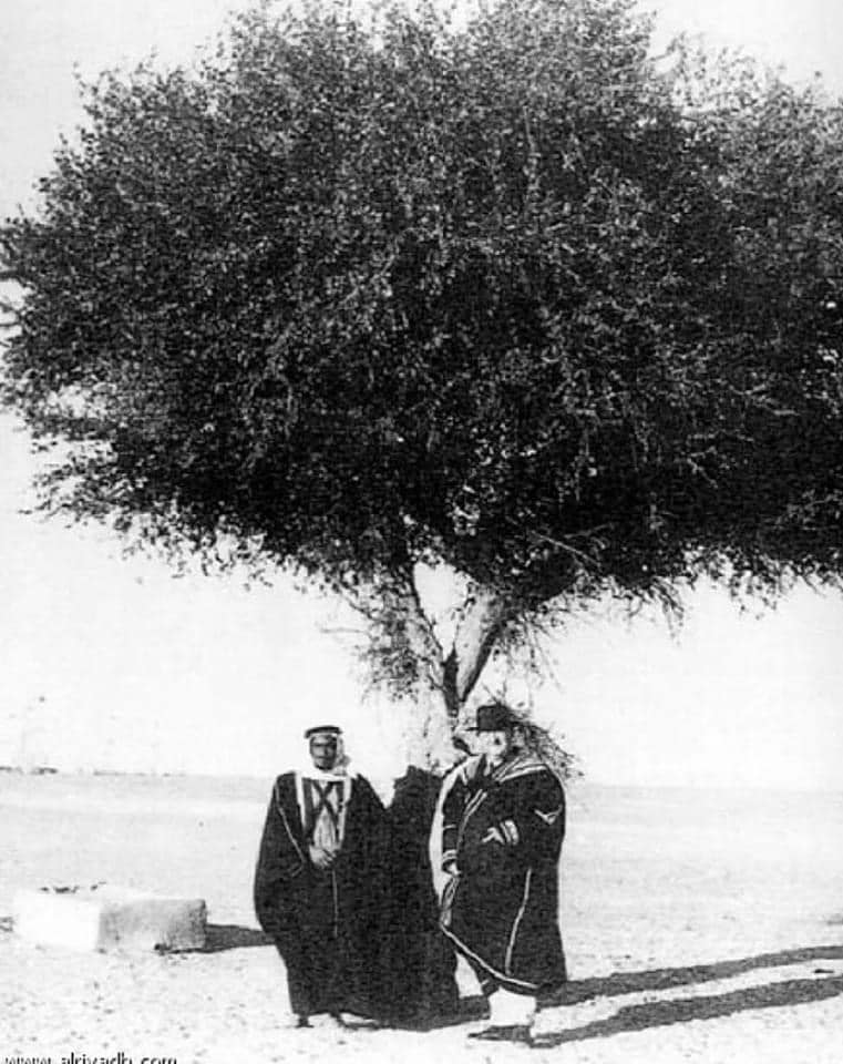 شجرة السدر في الكويت